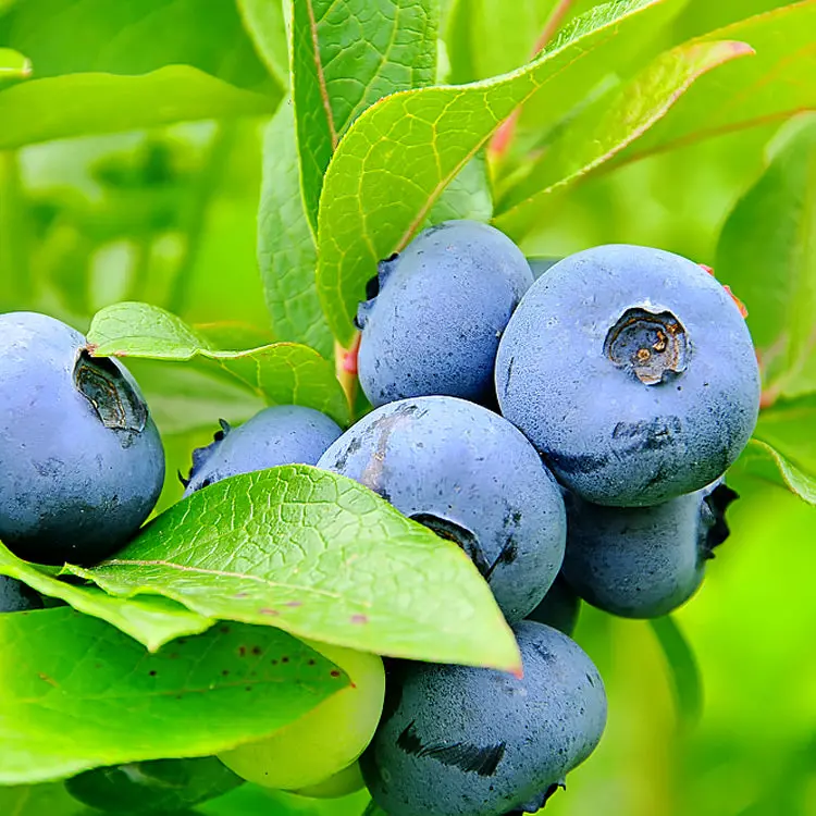 Duke Blueberry Bush – Early-Season High-Yield Variety
