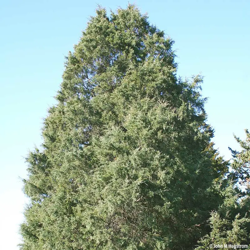 Eastern Red Cedar – Evergreen Conifer for Windbreaks & Privacy