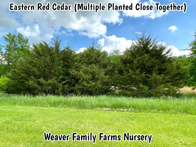 Eastern Red Cedar – Evergreen Conifer for Windbreaks & Privacy