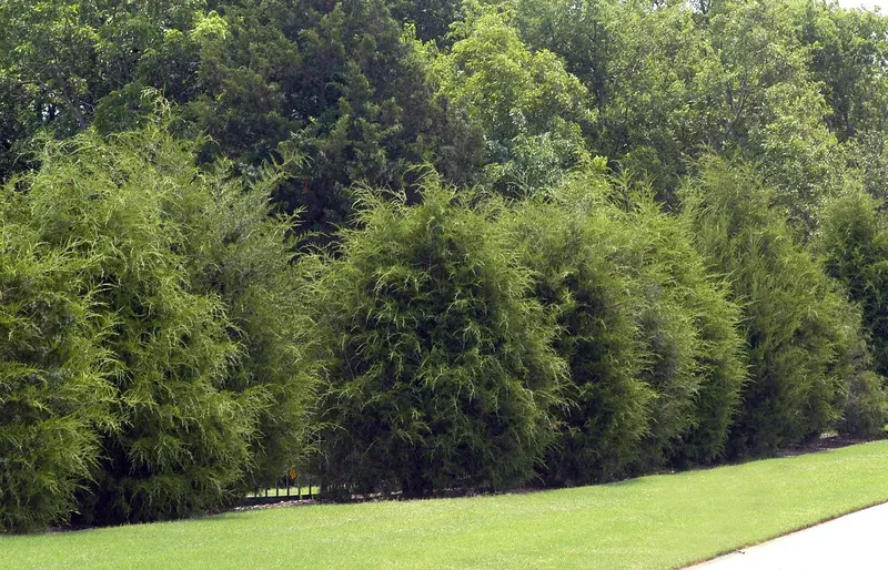 Eastern Red Cedar – Evergreen Conifer for Windbreaks & Privacy 3