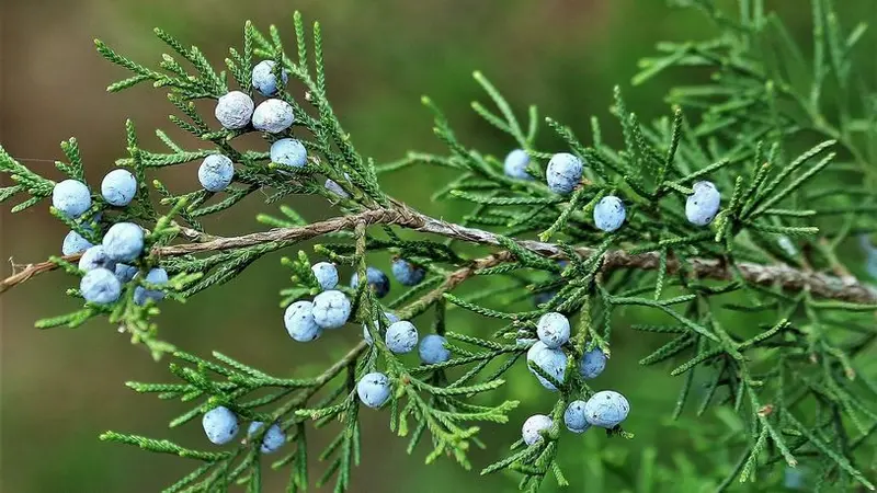 Eastern Red Cedar – Evergreen Conifer for Windbreaks & Privacy