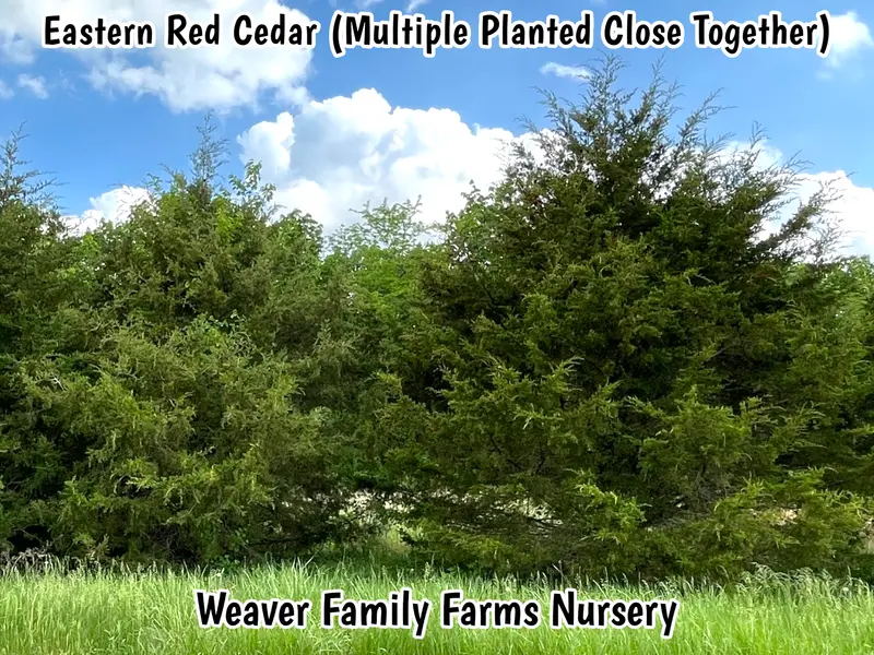 Eastern Red Cedar – Evergreen Conifer for Windbreaks & Privacy