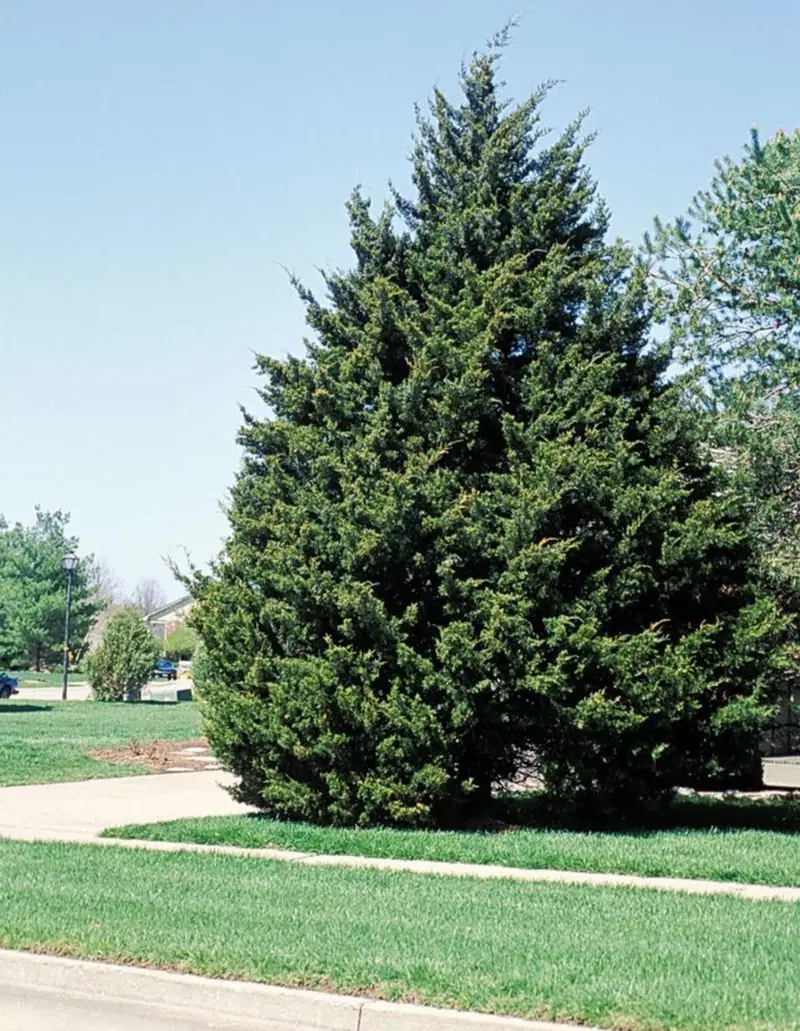 Eastern Red Cedar – Evergreen Conifer for Windbreaks & Privacy