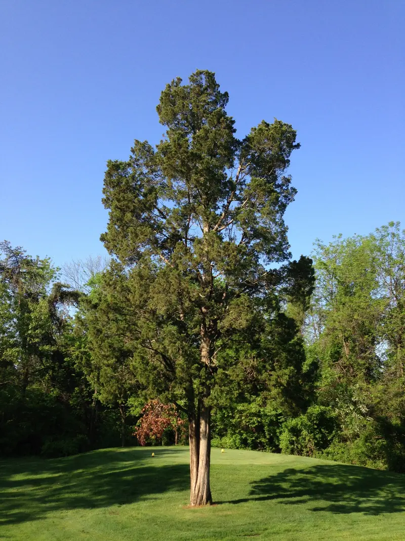 Eastern Red Cedar – Evergreen Conifer for Windbreaks & Privacy