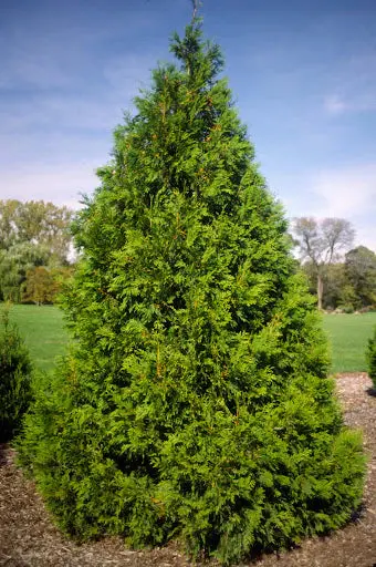 Elegantissima Arborvitae