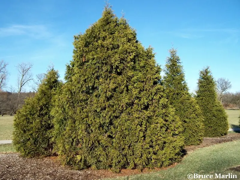 Elegantissima Arborvitae 2