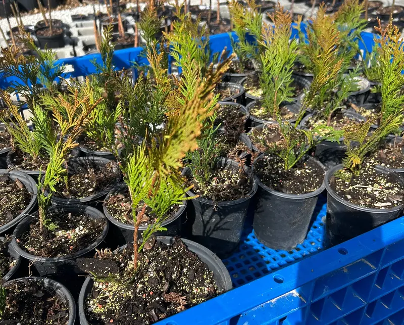 Elegantissima Arborvitae