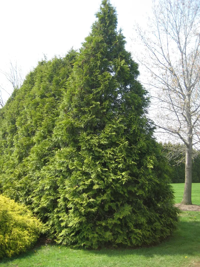 Elegantissima Arborvitae
