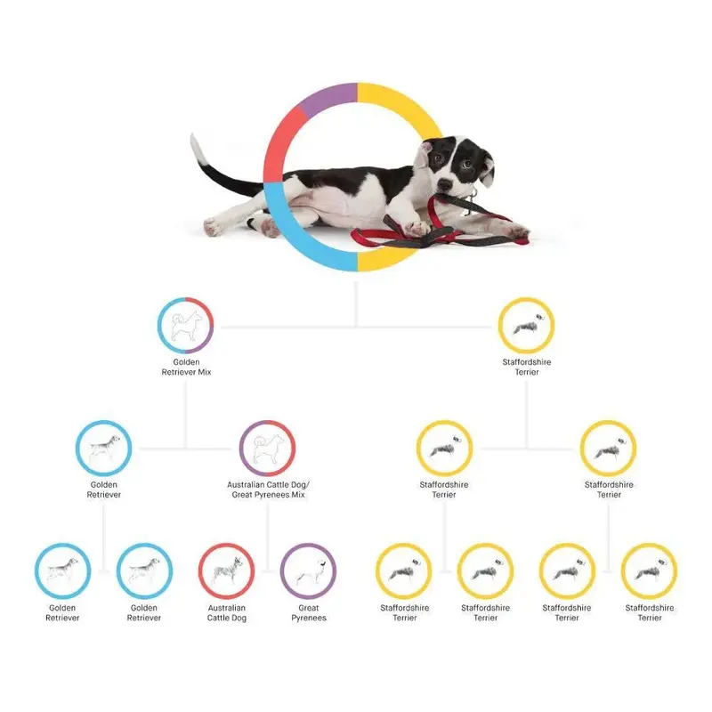 Embark Canine DNA Test Kit – Breed, Ancestry & Health Insights