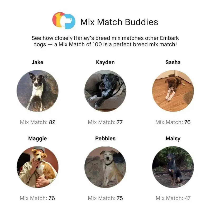 Embark Canine DNA Test Kit – Breed, Ancestry & Health Insights