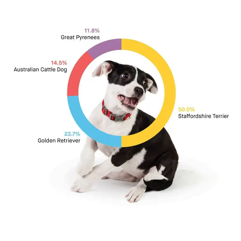 Embark Dog DNA Test Kit – Comprehensive Breed Identification & Genetic Health Insights