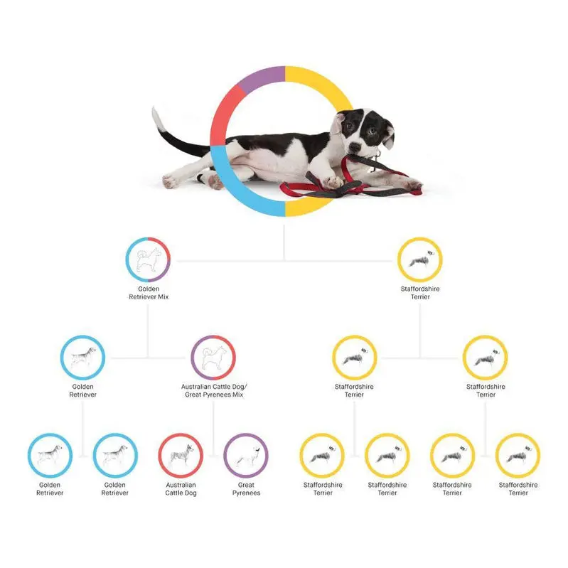 Embark Dog DNA Test Kit – Comprehensive Breed Identification & Genetic Health Insights