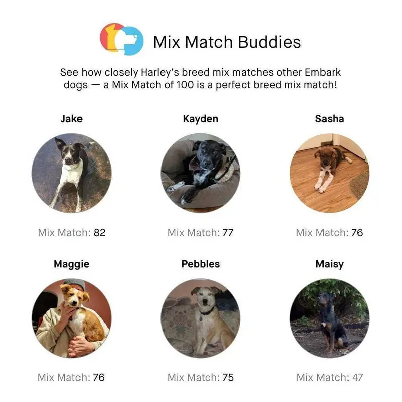 Embark Dog DNA Test Kit – Comprehensive Breed Identification & Genetic Health Insights