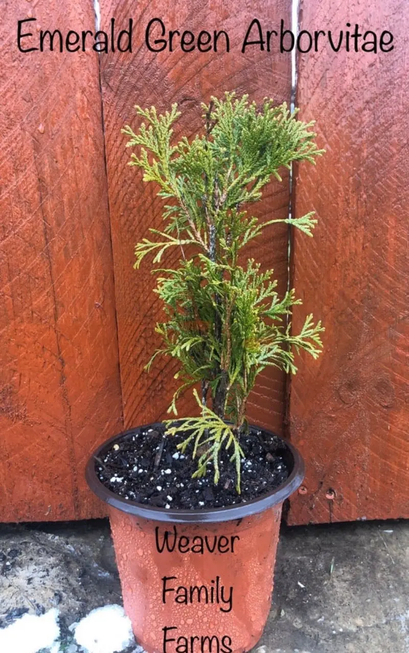 Emerald Green Arborvitae 2