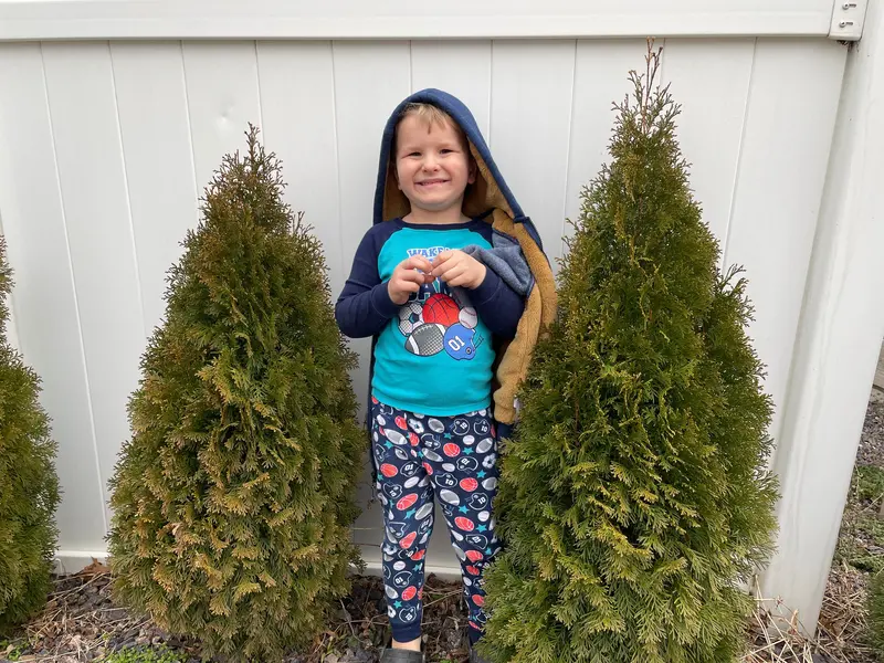 Emerald Green Arborvitae