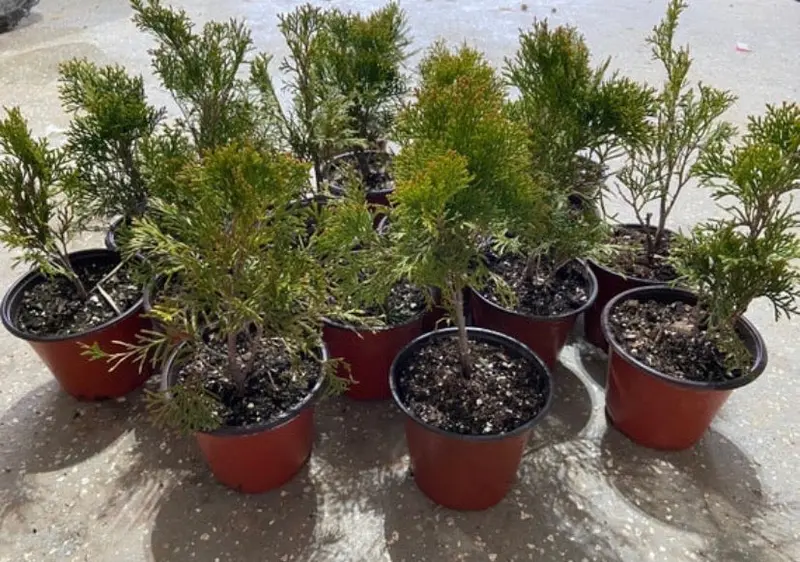Emerald Green Arborvitae