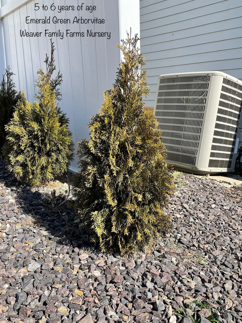 Emerald Green Arborvitae