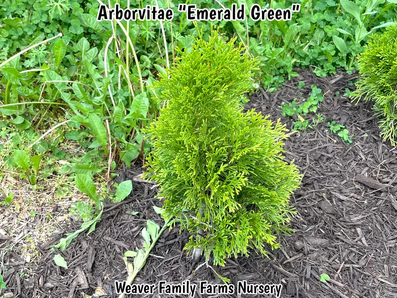 Emerald Green Arborvitae