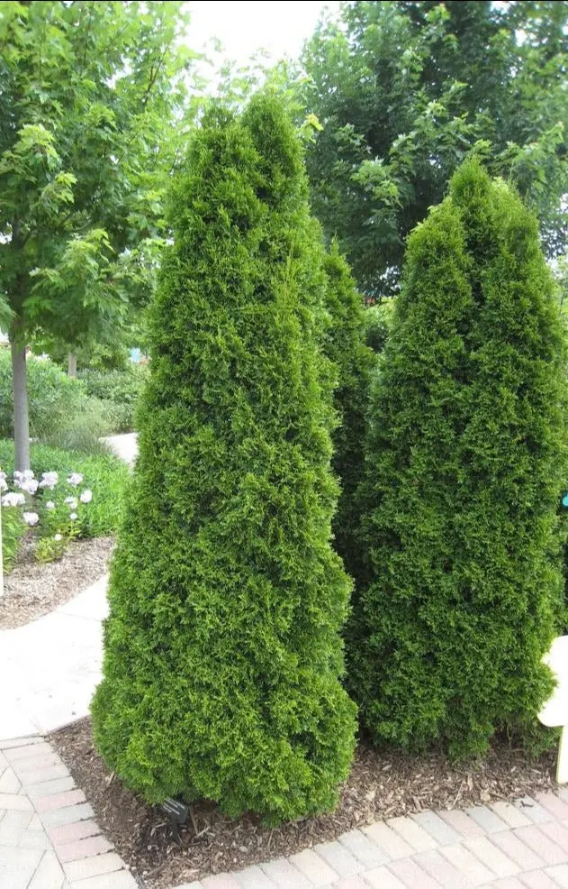 Emerald Green Arborvitae