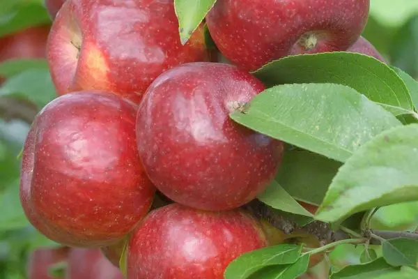 Frostbite Apple Tree – Cold-Hardy Northern Apple 2