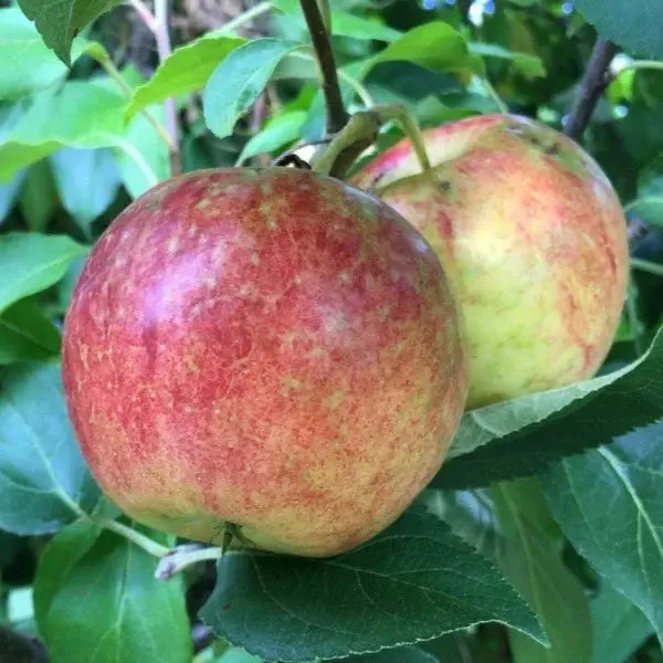 Frostbite Apple Tree – Cold-Hardy Northern Apple
