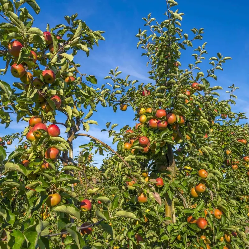 Frostbite Apple Tree – Cold-Hardy Northern Apple