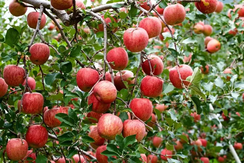 Fuji Apple Tree – Crisp Sweet Japanese Cultivar