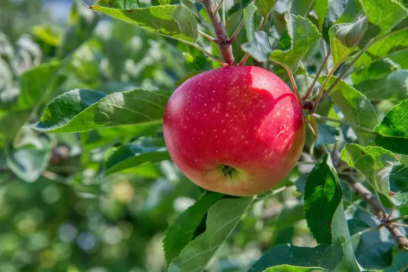 Fuji Apple Tree – Crisp Sweet Japanese Cultivar 2
