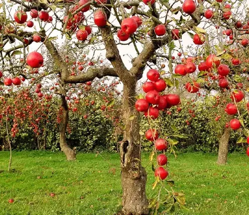 Fuji Apple Tree – Crisp Sweet Japanese Cultivar