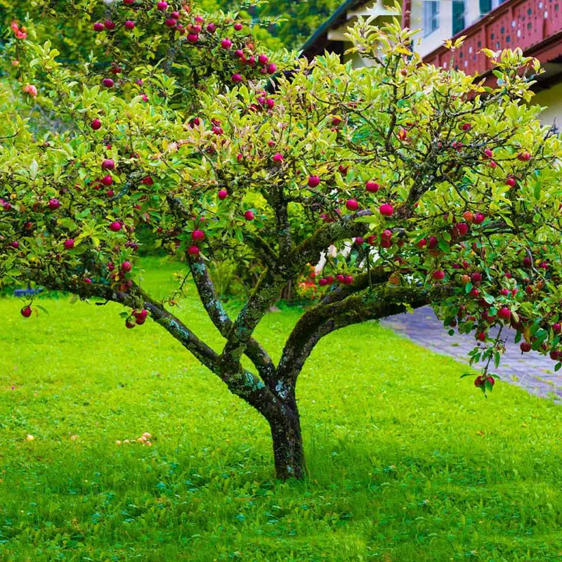 Fuji Apple Tree – Crisp Sweet Japanese Cultivar