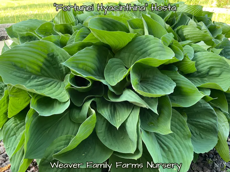 Giant Green Hosta – Large-Leaved Shade-Tolerant Perennial 2