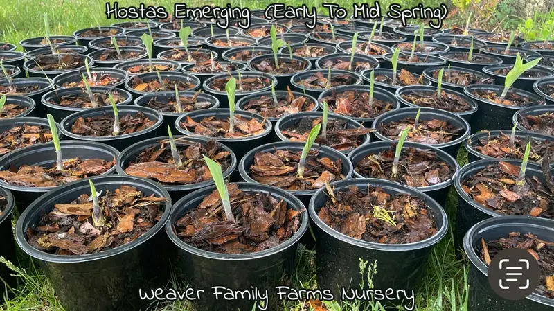 Giant Green Hosta – Large-Leaved Shade-Tolerant Perennial
