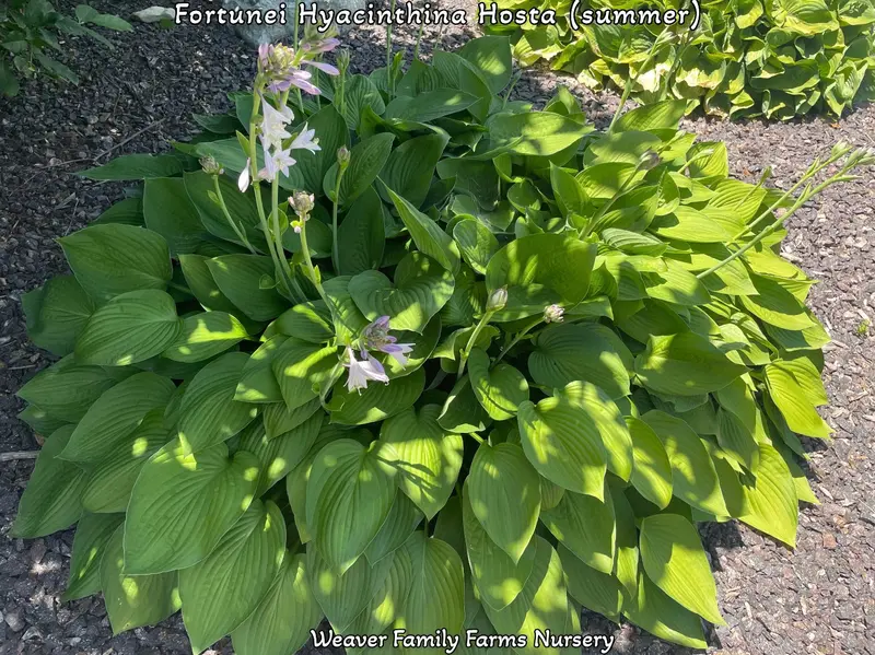 Giant Green Hosta – Large-Leaved Shade-Tolerant Perennial