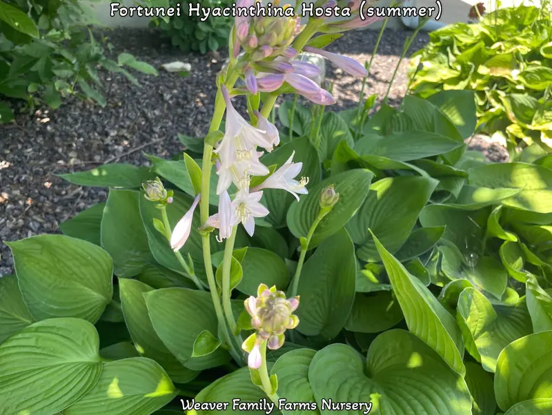 Giant Green Hosta – Large-Leaved Shade-Tolerant Perennial