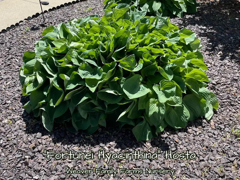 Giant Green Hosta – Large-Leaved Shade-Tolerant Perennial