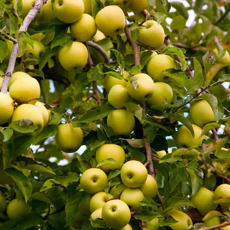 Golden Delicious Apple Tree – Golden Yellow Sweet Mild Apple