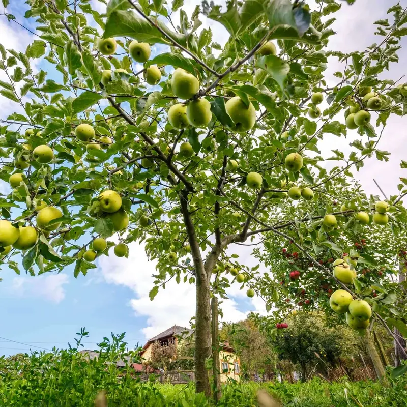 Golden Delicious Apple Tree – Golden Yellow Sweet Mild Apple 2