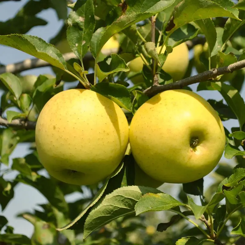 Golden Delicious Apple Tree – Golden Yellow Sweet Mild Apple