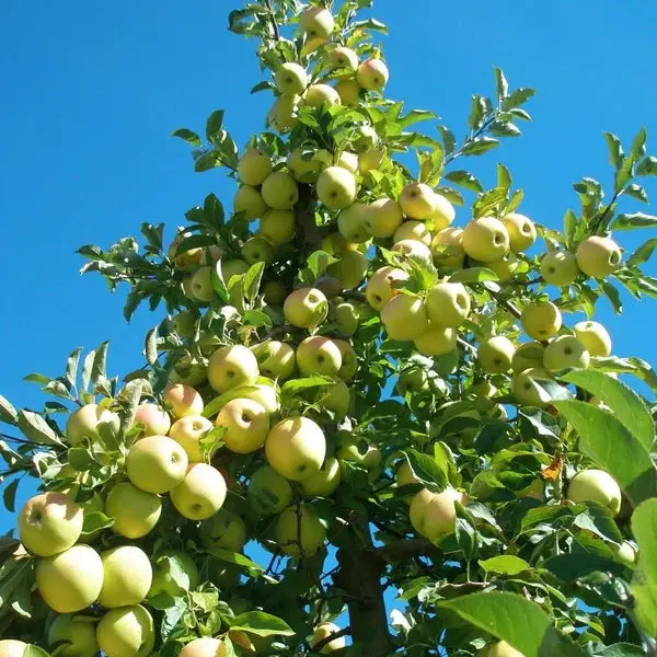 Golden Delicious Apple Tree – Golden Yellow Sweet Mild Apple