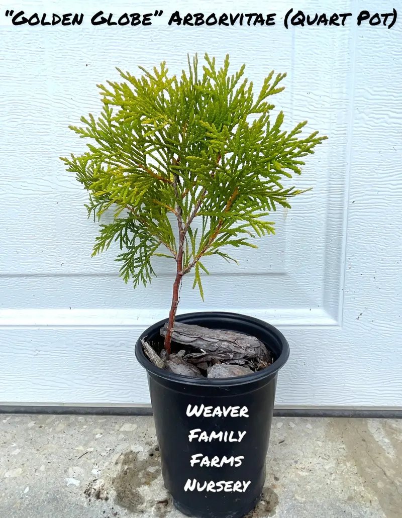 Golden Globe Arborvitae 2