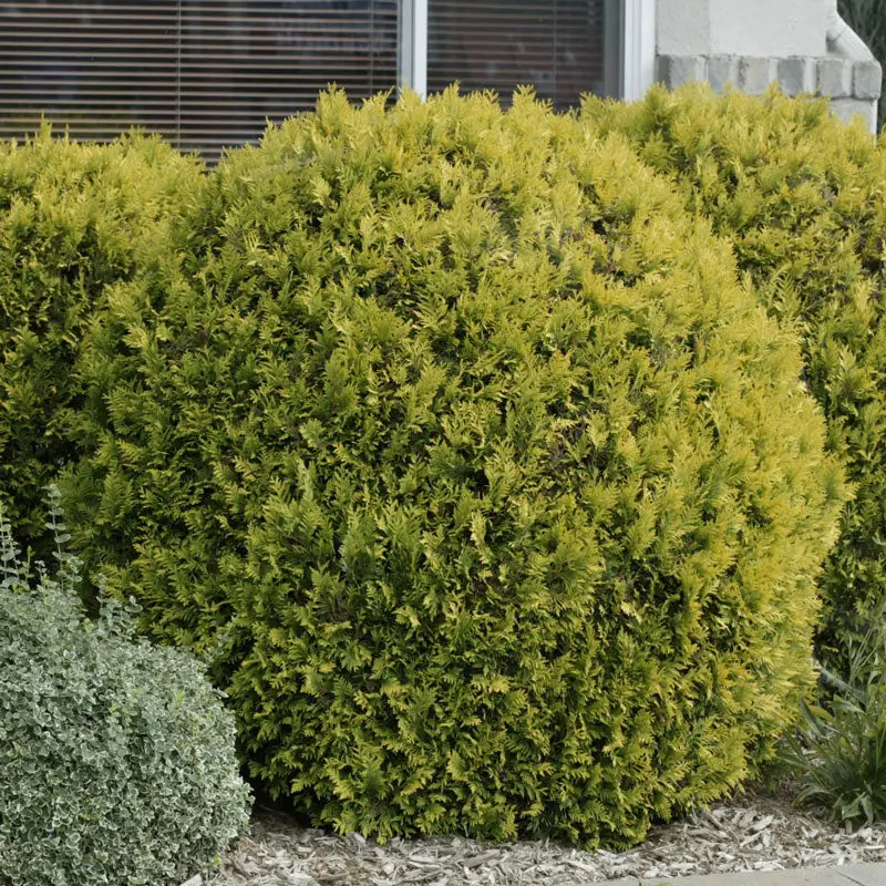 Golden Globe Arborvitae