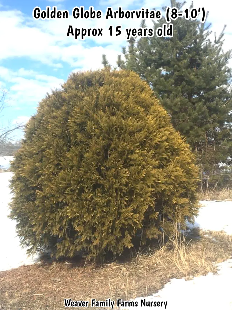 Golden Globe Arborvitae