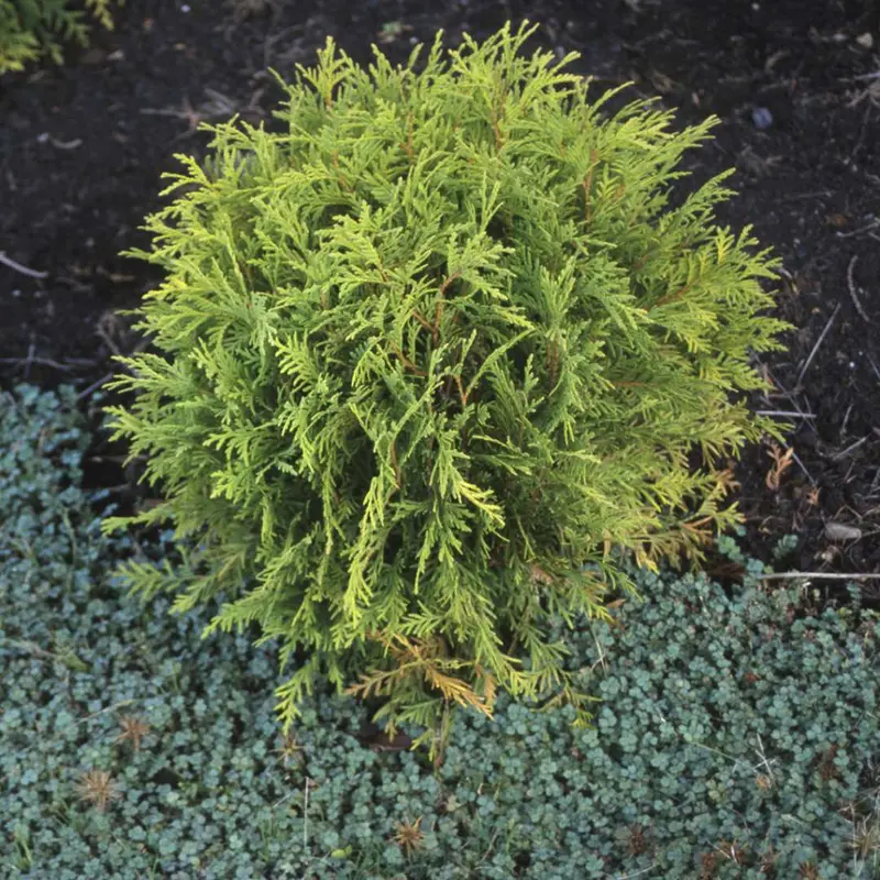 Golden Globe Arborvitae