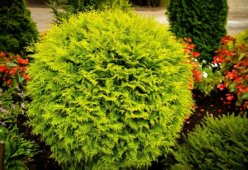 Golden Globe Arborvitae