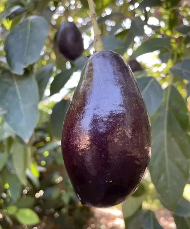 Grafted Mexicola Grande Avocado Tree – 2–4 ft Tall, Cold-Hardy, Ships Nationwide
