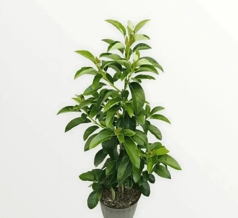 Grafted Mexicola Grande Avocado Tree – 2–4 ft Tall, Cold-Hardy, Ships Nationwide
