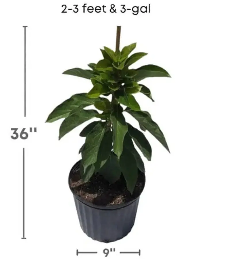 Grafted Mexicola Grande Avocado Tree – 2–4 ft Tall, Cold-Hardy, Ships Nationwide