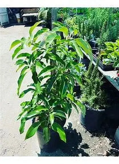 Grafted Mexicola Grande Avocado Tree – 2–4 ft Tall, Cold-Hardy, Ships Nationwide