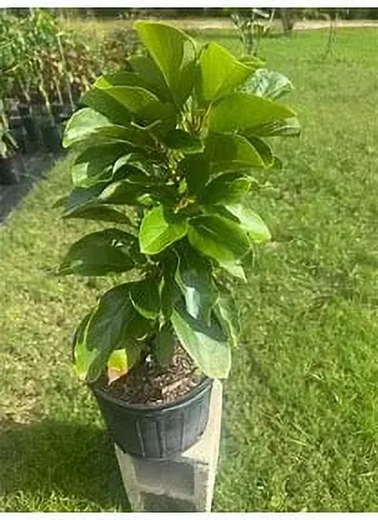 Grafted Mexicola Grande Avocado Tree – 2–4 ft Tall, Cold-Hardy, Ships Nationwide