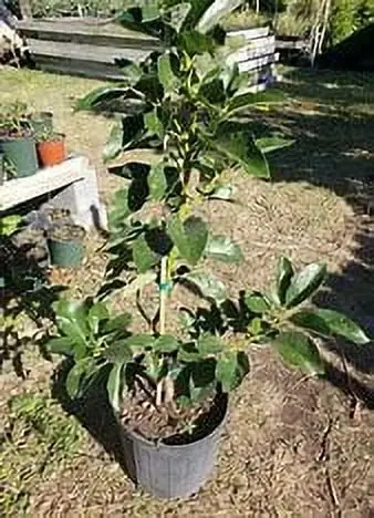 Grafted Mexicola Grande Avocado Tree – 2–4 ft Tall, Cold-Hardy, Ships Nationwide